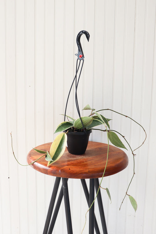 6" Hoya Macrophylla Hanging Basket