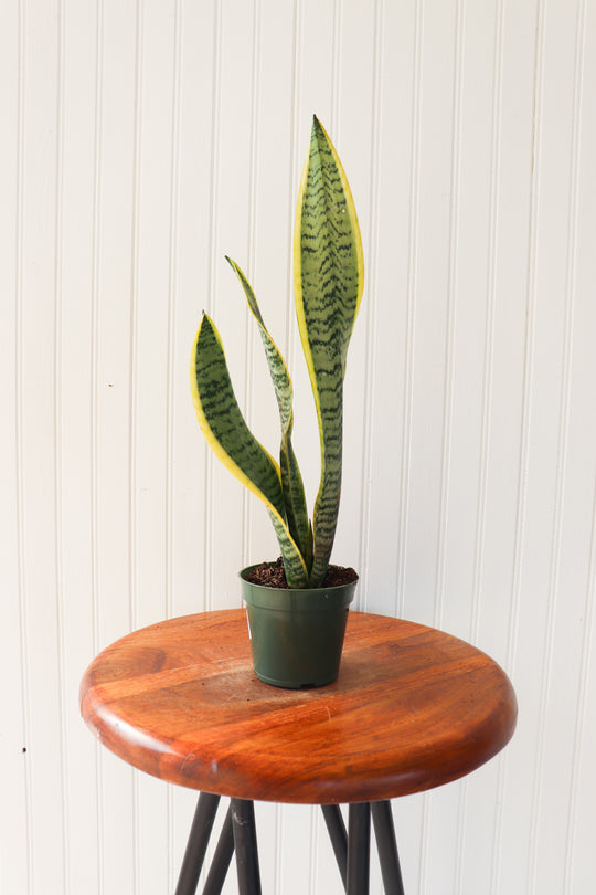 4" Sansevieria Laurentii