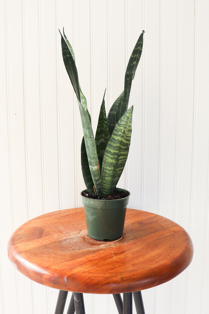 4" Sansevieria Black Coral