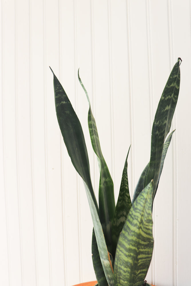 
            
                Load image into Gallery viewer, 4&amp;quot; Sansevieria Black Coral
            
        