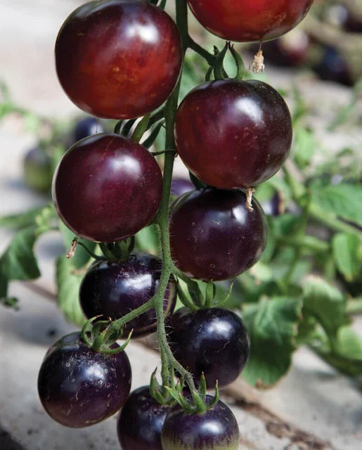 
            
                Load image into Gallery viewer, Indigo Rose Certified Organic Tomato Seeds
            
        