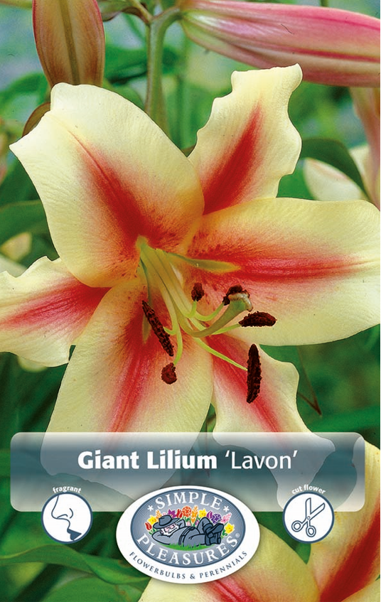 Lilium Giant Hybrid Lavon Bulbs