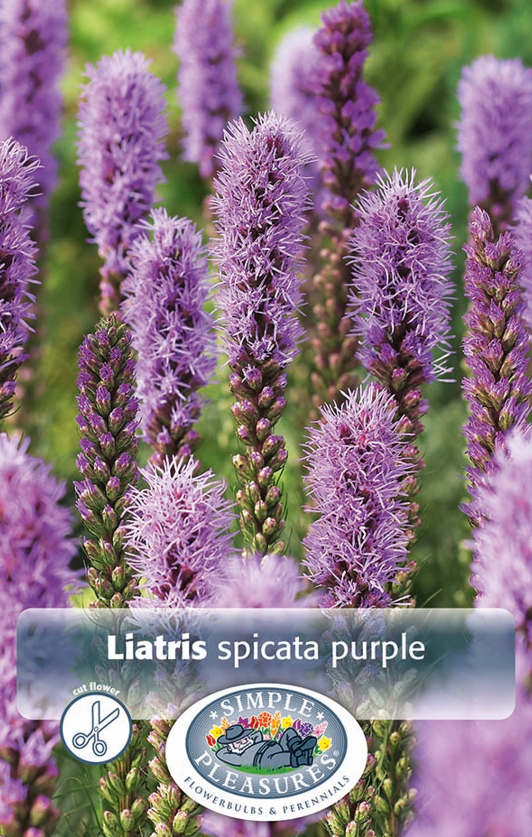 Liatris Spicata Bulbs