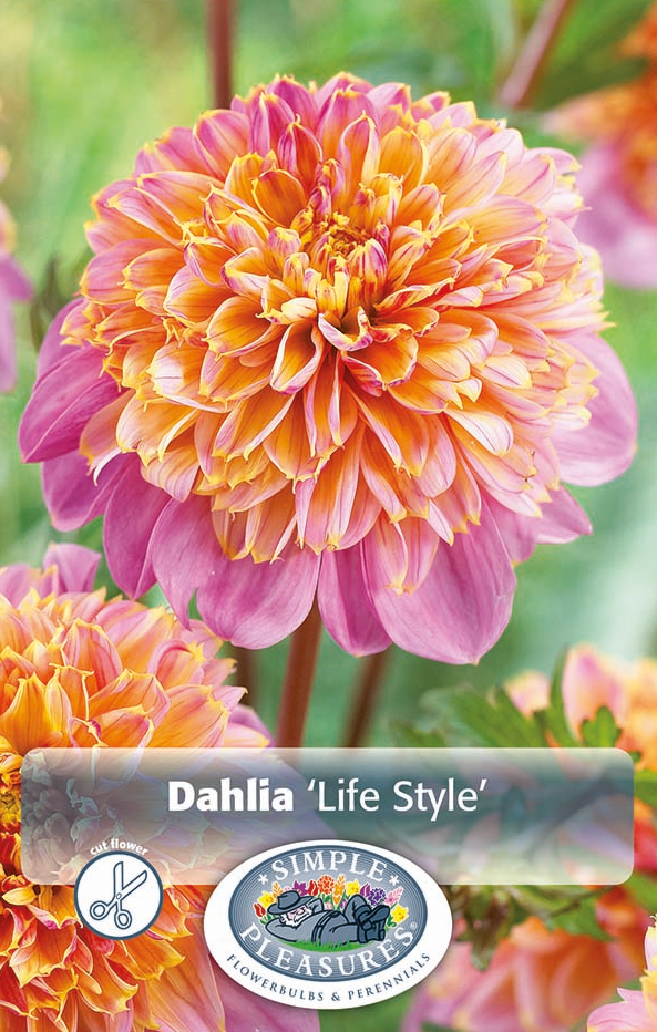 Dahlia Anemone Life Style Bulbs
