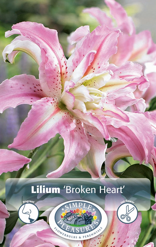 Lilium Double Oriental Broken Heart Bulbs