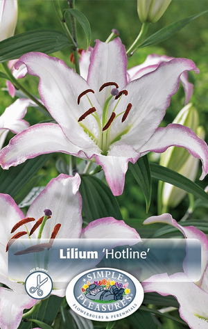 Lilium Oriental Hotline Bulbs
