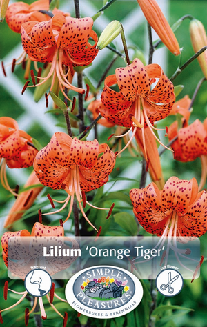 
            
                Load image into Gallery viewer, Lilium Oriental Tiger Edition Bulbs
            
        