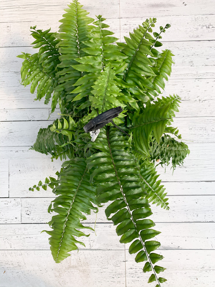 11" Macho Fern Hanging Basket
