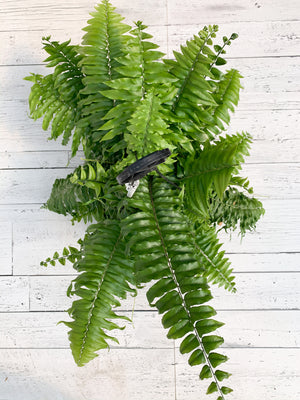 11" Macho Fern Hanging Basket