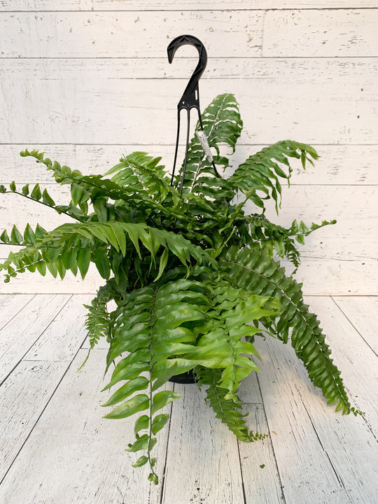 11" Macho Fern Hanging Basket