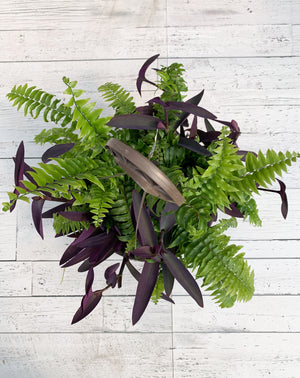 12" Hanging Macho Fern/Purple Heart Mix
