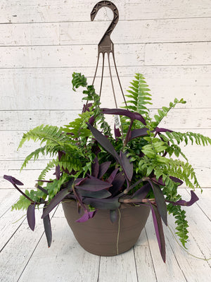 12" Hanging Macho Fern/Purple Heart Mix