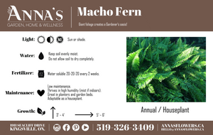 11" Macho Fern Hanging Basket
