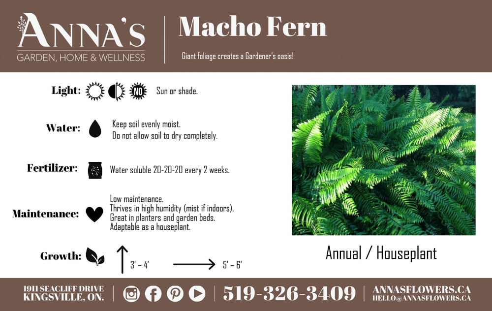 12" Hanging Macho Fern/Purple Heart Mix