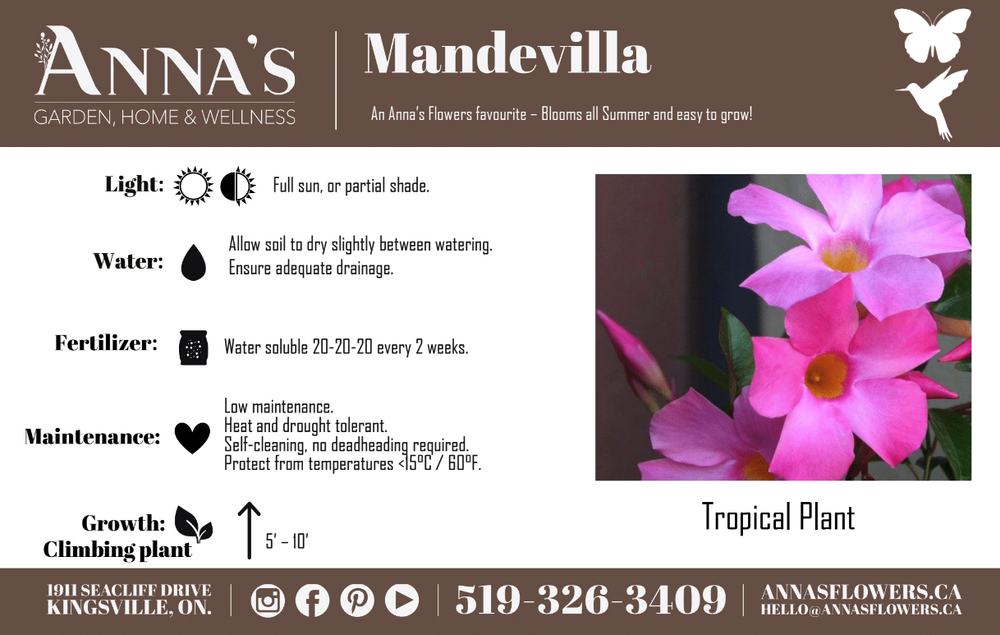 10" Mandevilla Trellis - Pretty Pink