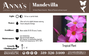 10" Mandevilla Trellis - Pretty Pink