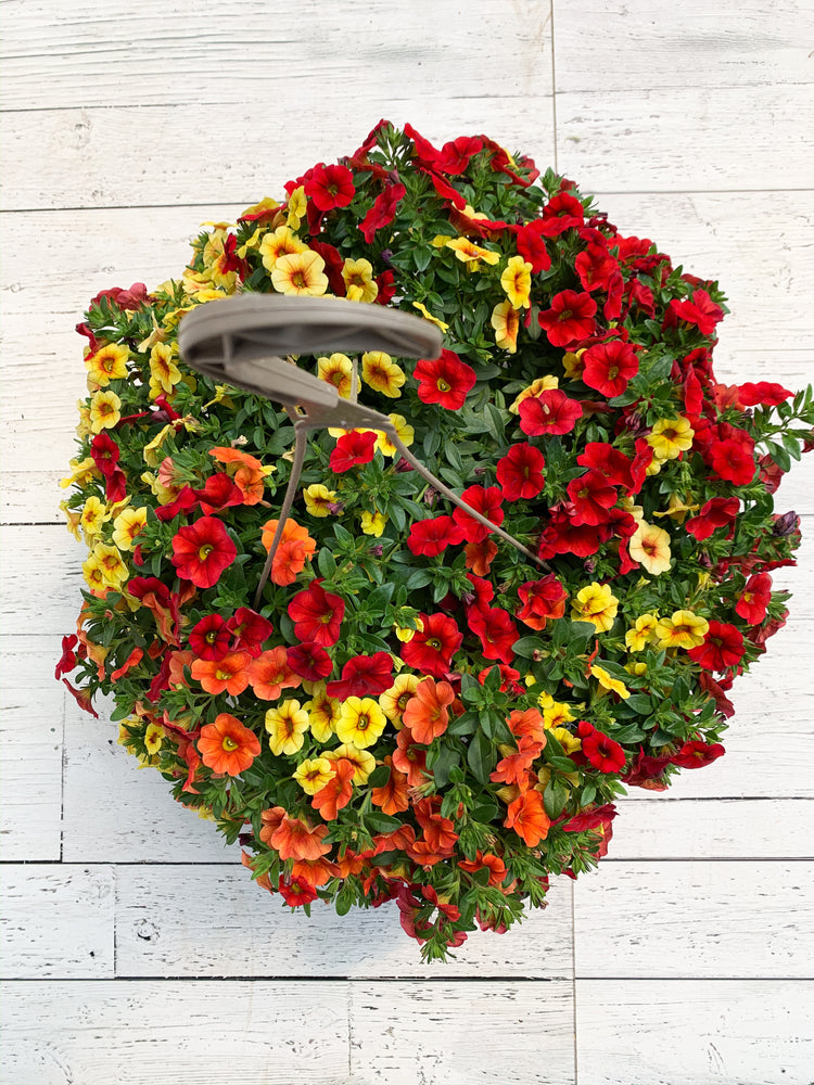 12" Million Bells/Calibrachoa Hanging Basket ( Multiple Colors )