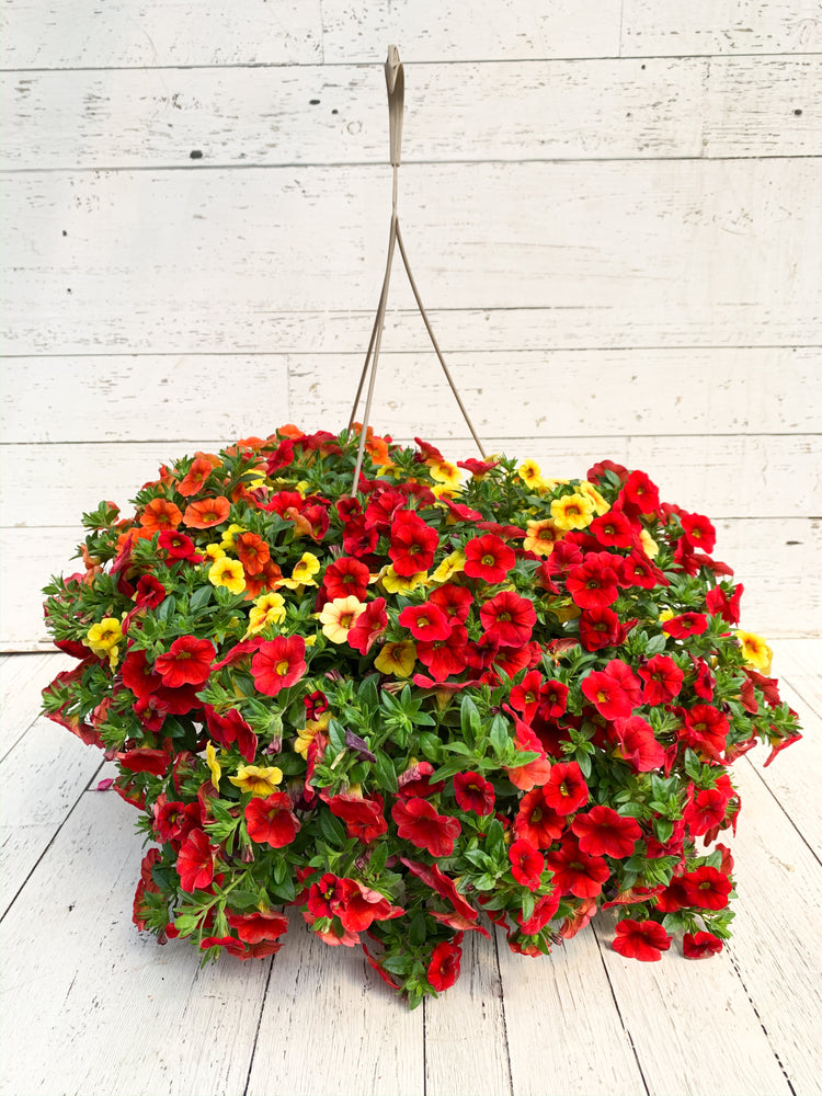 12" Million Bells/Calibrachoa Hanging Basket ( Multiple Colors )