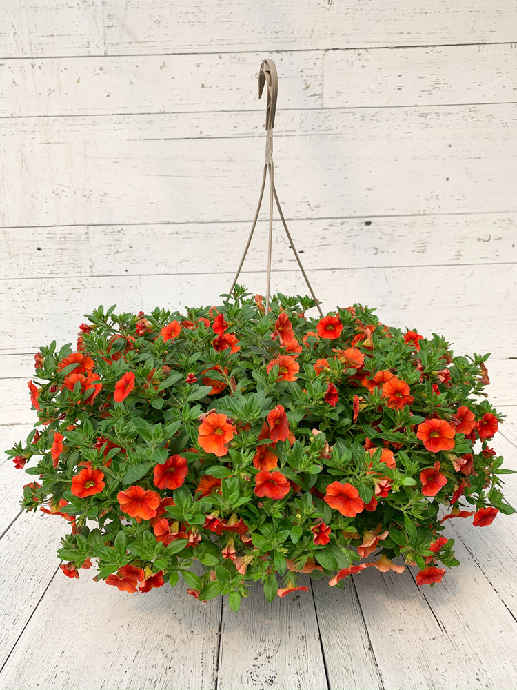 12" Million Bells/Calibrachoa Hanging Basket ( Multiple Colors )