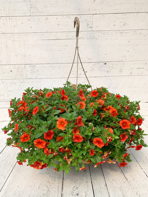 12" Million Bells/Calibrachoa Hanging Basket ( Multiple Colors )