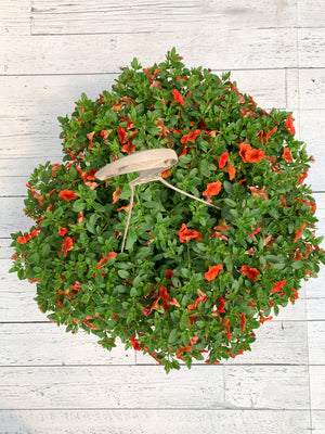 12" Million Bells/Calibrachoa Hanging Basket ( Multiple Colors )