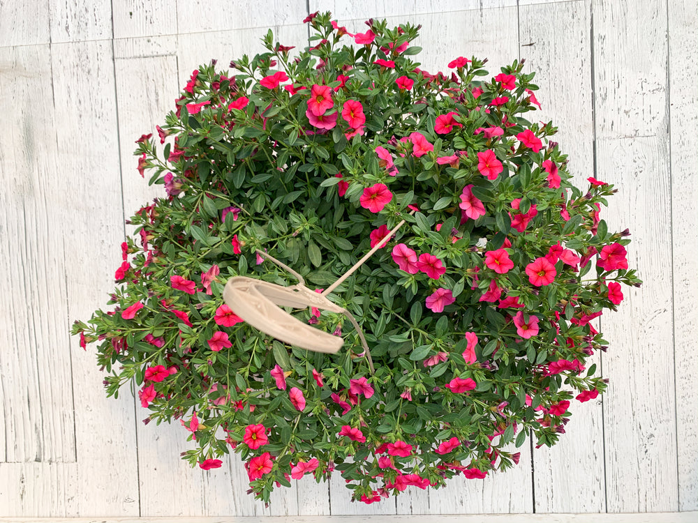 12" Million Bells/Calibrachoa Hanging Basket ( Multiple Colors )