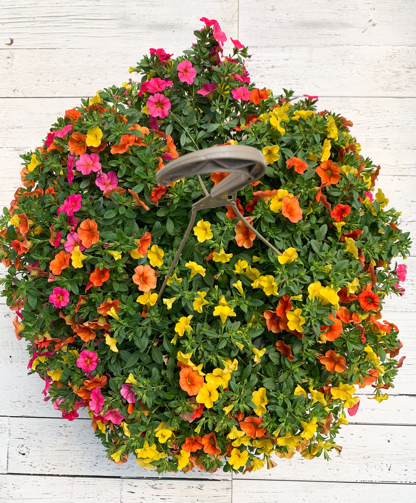 12" Million Bells/Calibrachoa Hanging Basket ( Multiple Colors )
