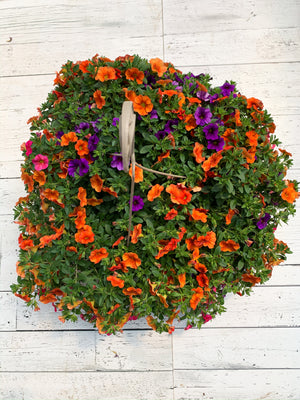 12" Million Bells/Calibrachoa Hanging Basket ( Multiple Colors )