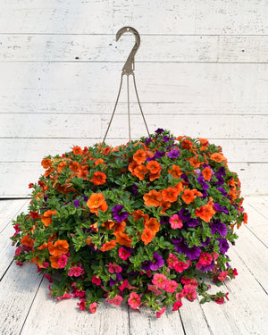 12" Million Bells/Calibrachoa Hanging Basket ( Multiple Colors )
