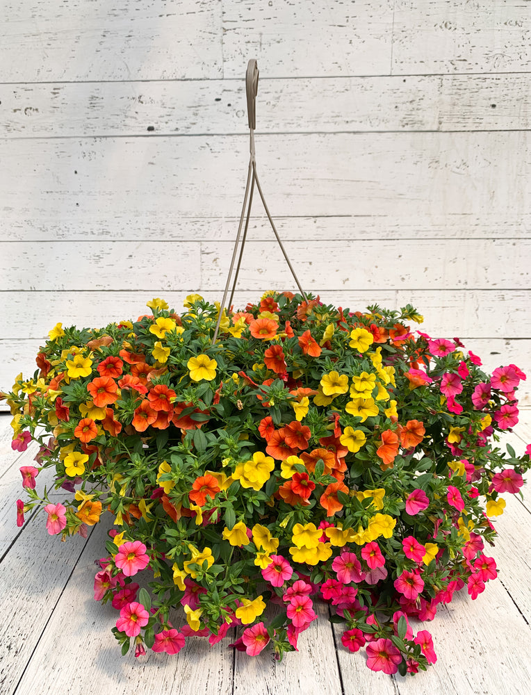 12" Million Bells/Calibrachoa Hanging Basket ( Multiple Colors )
