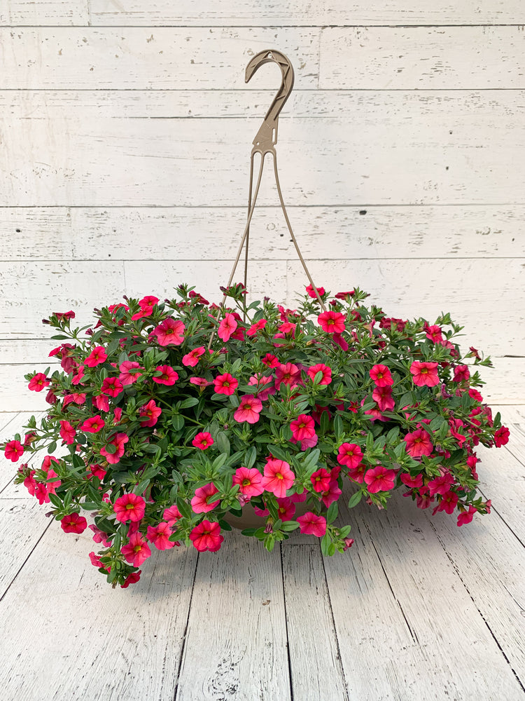12" Million Bells/Calibrachoa Hanging Basket ( Multiple Colors )