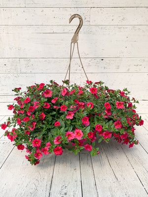 12" Million Bells/Calibrachoa Hanging Basket ( Multiple Colors )