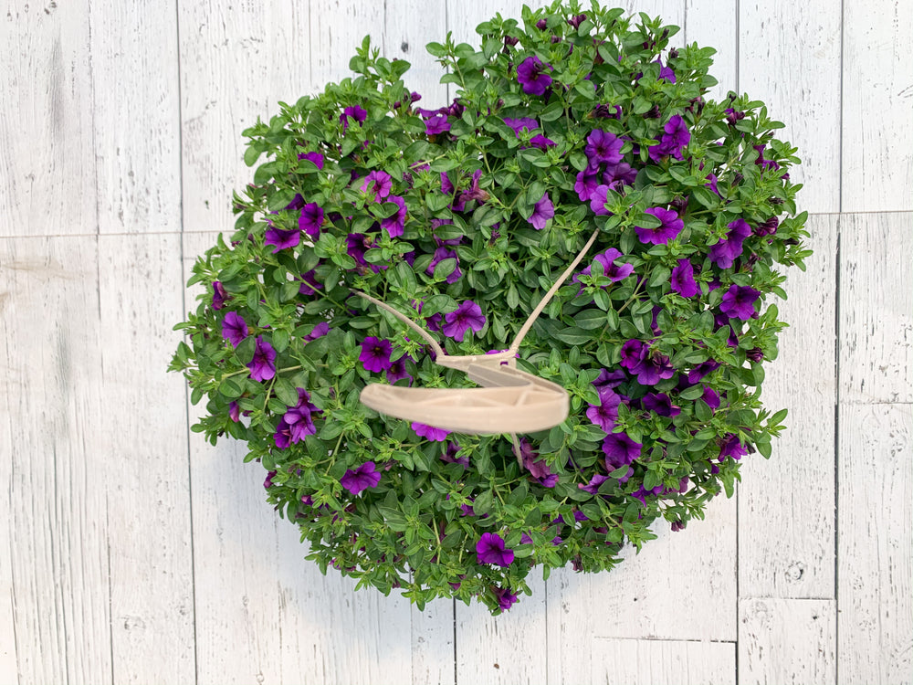 12" Million Bells/Calibrachoa Hanging Basket ( Multiple Colors )