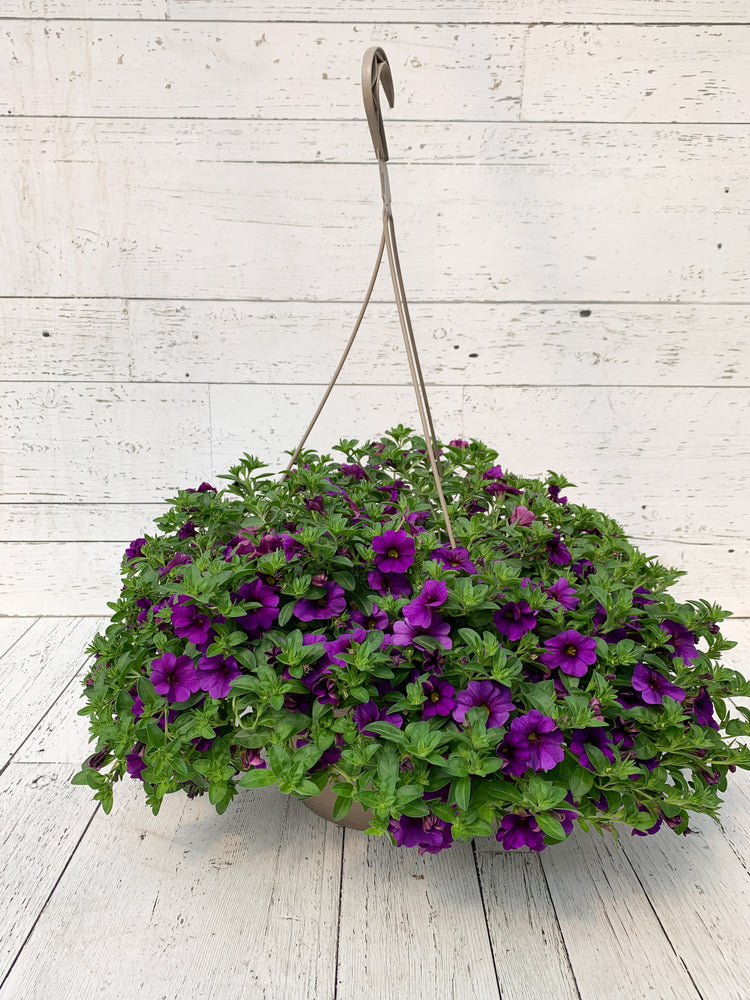 12" Million Bells/Calibrachoa Hanging Basket ( Multiple Colors )