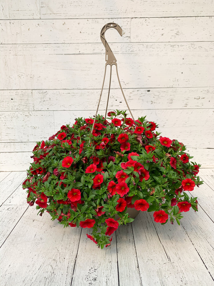 12" Million Bells/Calibrachoa Hanging Basket ( Multiple Colors )