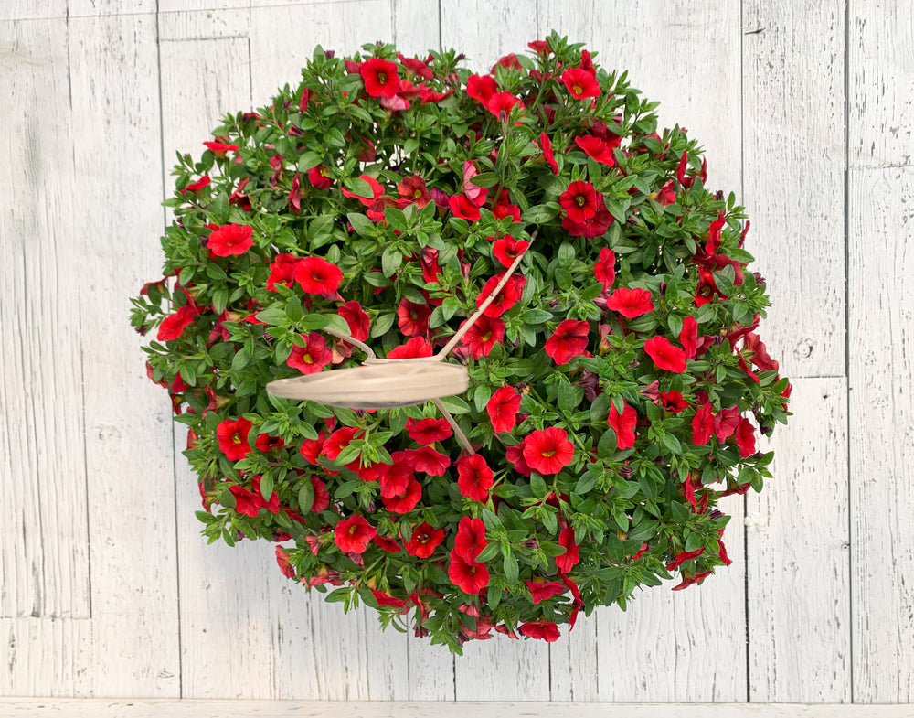 12" Million Bells/Calibrachoa Hanging Basket ( Multiple Colors )