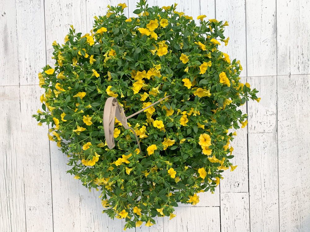 12" Million Bells/Calibrachoa Hanging Basket ( Multiple Colors )