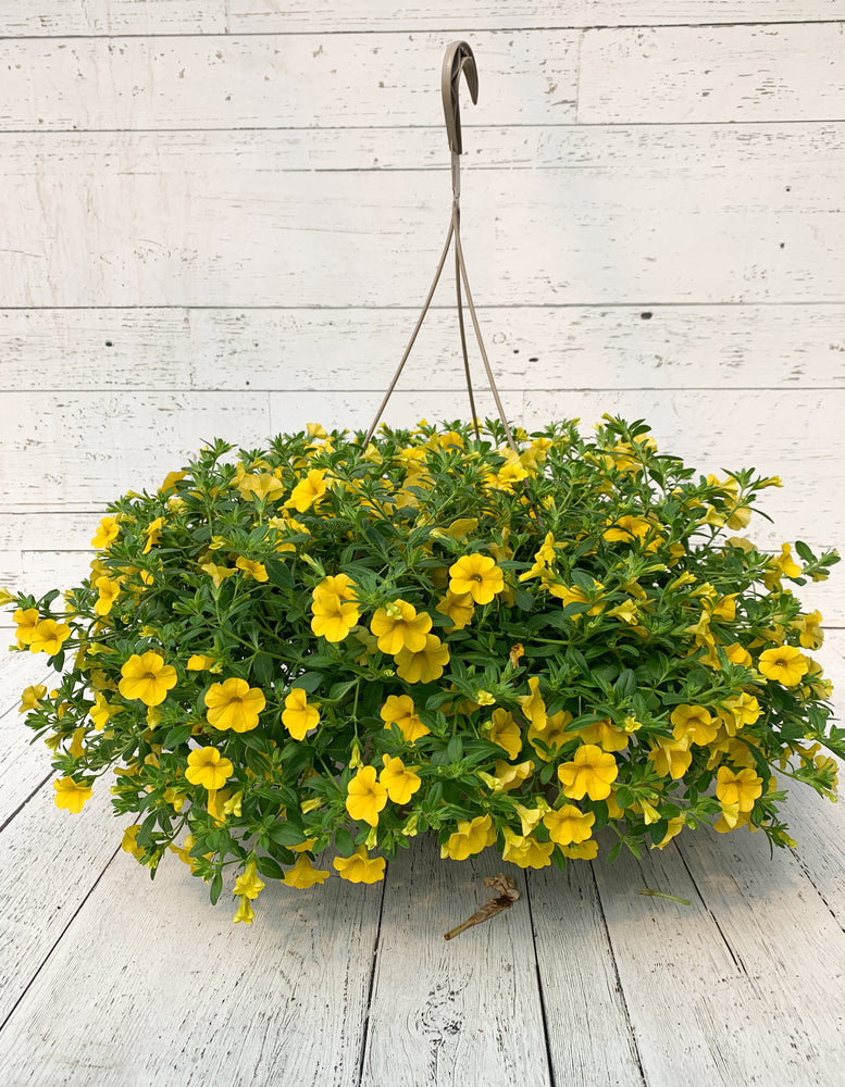 12" Million Bells/Calibrachoa Hanging Basket ( Multiple Colors )