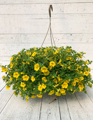 12" Million Bells/Calibrachoa Hanging Basket ( Multiple Colors )