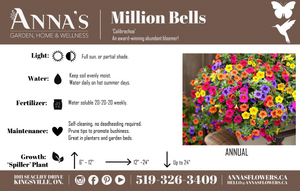 12" Million Bells/Calibrachoa Hanging Basket ( Multiple Colors )