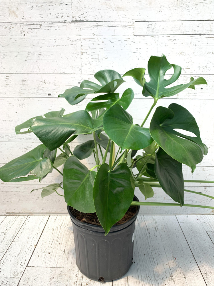monstera deliciosa canada 10" Monstera Deliciosa – Anna's Garden, Home & Wellness