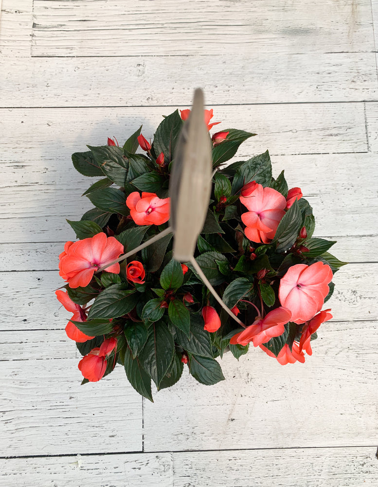 12" New Guinea Impatiens Hanging Basket