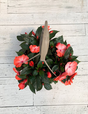 12" New Guinea Impatiens Hanging Basket