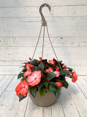 12" New Guinea Impatiens Hanging Basket