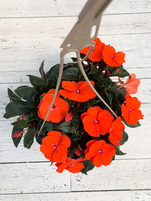 12" New Guinea Impatiens Hanging Basket