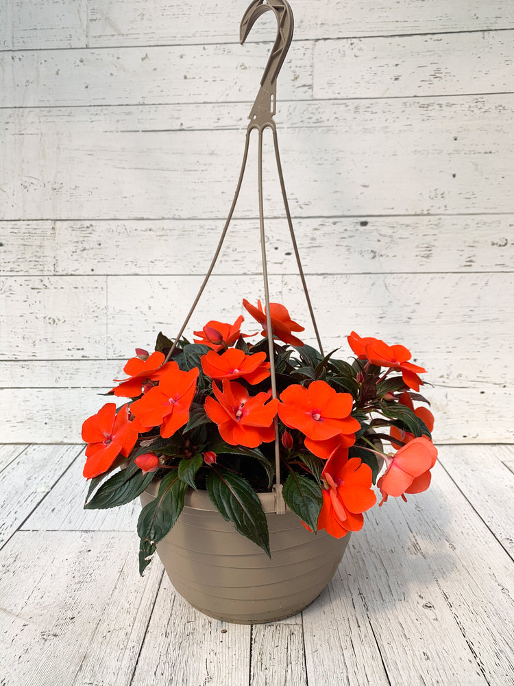 12" New Guinea Impatiens Hanging Basket
