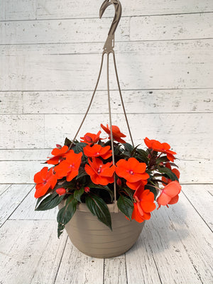 12" New Guinea Impatiens Hanging Basket