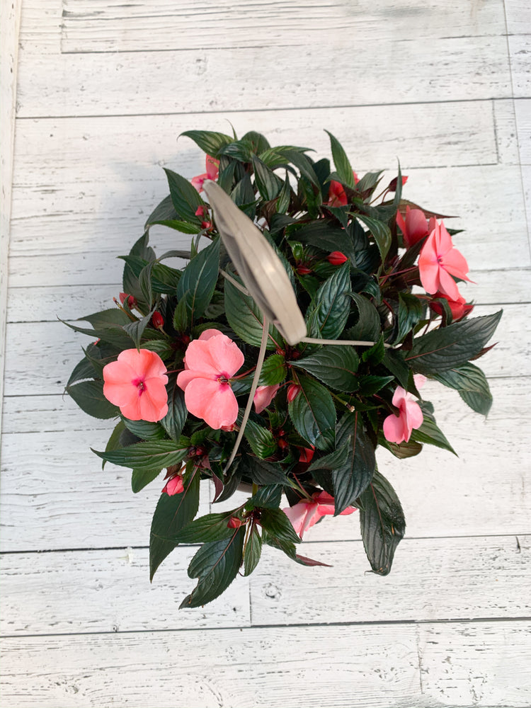 12" New Guinea Impatiens Hanging Basket