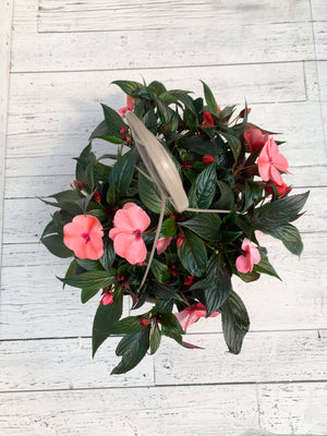 12" New Guinea Impatiens Hanging Basket