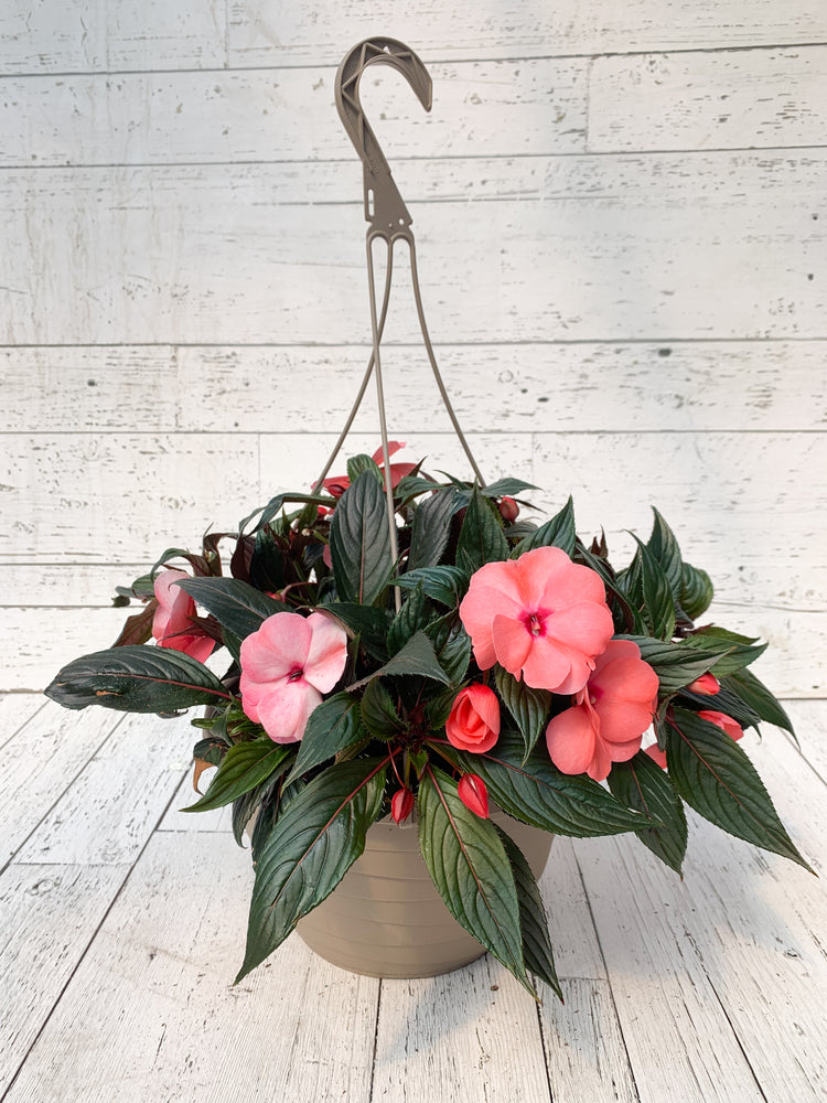 12" New Guinea Impatiens Hanging Basket